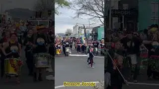 Blossom Parade, Hastings! P-1😮🥰#nztourism #nz #explore #travel #parade #blossom #hastings#srilanka