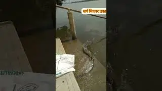snake release in the Gujarat  river sankebite #snake #shorts #youtubeshorts #youtube #ravanxpro