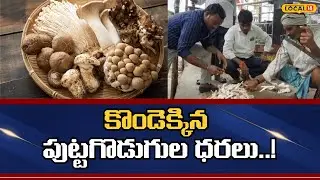 Monsoon Mushrooms Fuel Tribal Livelihoods Profitably | కొండెక్కిన పుట్టగొడుగుల ధరలు..! | #Local18V