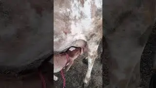 Cow Dude Pilaty Huy Vchi Ko #cow #pakdairy #animals #beautifulcalf #donkey #cowbeauty #goat #bachry