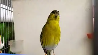 طائر النعار بتغريد الحسون والكناري و نوطة الدوري