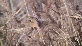 Baardmannetjes ( Bearded Reedling) 30 12 2025