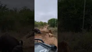Шесть львов, крокодил и туша буйвола!