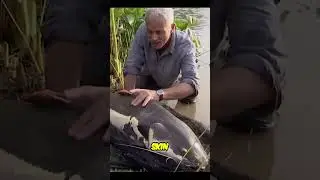 Discover the Amazon Redtail Catfish in Thailand: A Unique Aquatic Sanctuary