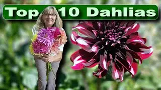 10 лучших георгинов, которые я выращиваю для срезки на своей крошечной городской цветочной ферме