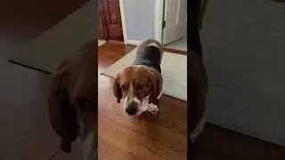 Celebrate small victories 💜 #sit #commands #dogtraining #bassethound
