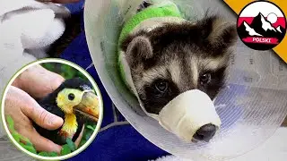 Ratunkowa Misja Zwierząt z Ohio Wildlife Center 🦝🐢 | Brave Wilderness Polski