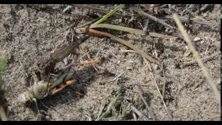 Robber Fly with grasshopper
