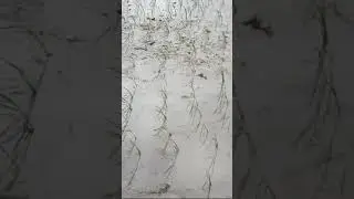 paddy damage field