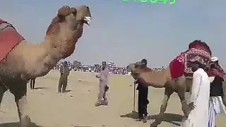 Camels Festival in Pakistan 2021 arrange by sajjad khan mazari | oth mela | camel dangal