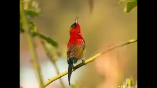 Crimson Sunbird (Aethopyga siparaja). Not- a hummingbird!!!