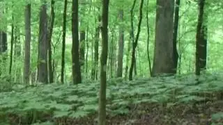 2005 Illinois Public Land Turkey Kill
