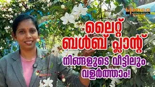 വെള്ളക്കൊന്നയുടെ രാജകീയമായ സൗന്ദര്യം! ഇതാണ് ചെയിൻസ് ഓഫ് ഗ്ലോറി.#manikonna​ #mangomeadows