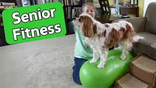 Cavalier Dog Balance Exercises on Peanut | Canine Fitness and Senior Dog Therapy Exercises