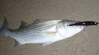 Ocean City Striped Bass MADNESS!!