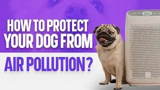 How To Protect Your Dog From Air Pollution?