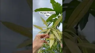 How To Prune Mangoes For Maximum FRUIT PRODUCTION! (Fruit Trees) &ldquo;Try This!&rdquo;