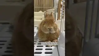 #Short #Rabbit Many people ask the question about rabbits being sick