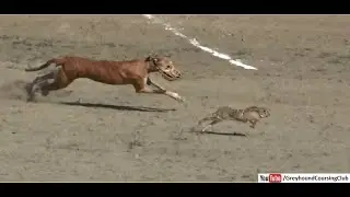 dog and rabbit race 2021 | greyhound coursing | dog racing