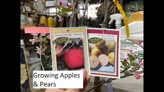 Growing Apples & Pears