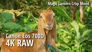 Canon Eos 700D Magic Lantern Crop Mood 4K RAW