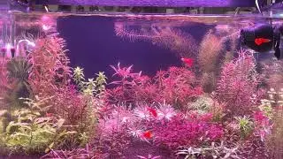 RELAXING AQUARIUM FISH TANK MUSIC | RL's WORLD