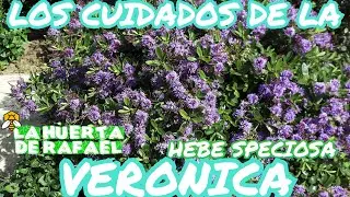 Los cuidados de la planta veronica o hebe speciosa🌿🌿||El cultivo de la planta veronica||7MaTemporada