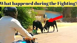 What happened with bike man during the deadly Bulls fighting 😳 भयानक लड़ाई, जब बाइक आई?
