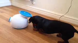 Miniature Dachshund playing fetch with automatic ball launcher