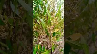Dodonaea viscosa #youtubeshorts Hopbush