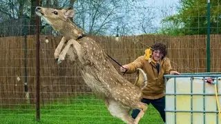 How to Lasso a Deer (Preparing for the Freeze)