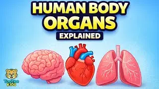 Human Body Organs Explained for Kids | Learn Body Parts