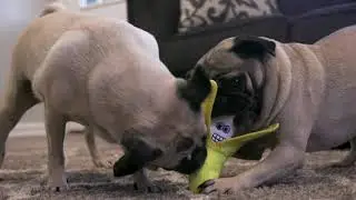 Tuffy&reg; Funny Food Dog Toys