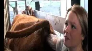 Blonde Palpating a Cow