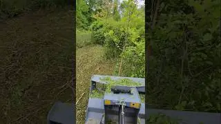 Baumalight MP348 Brush Mulcher on Kioti Tractor Pulverizing Overgrown Forest #shorts