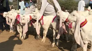 Daur Mandi mein Gulabi Bacho k Rate | Gulabi kids market | Nagra Farm