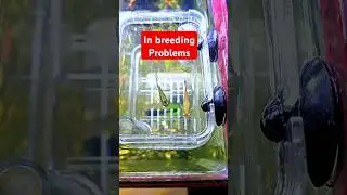 inbreeding guppy fish. #guppy #aquarium #fish #inbreeding #guppyfish #fishcaretips #aquascape