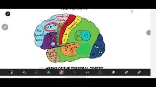 Neurology : areas of cerebral cortex 