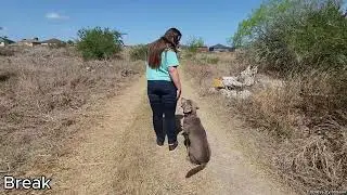 Mannered Mutts Academy's First Graduate