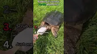 Ranking Funniest Turtle Moments...  Subscribe please