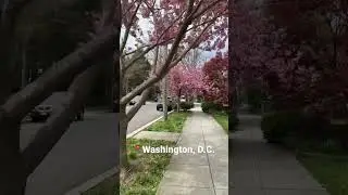 Spring in Washington, D.C. #washingtondc #washington #dc #spring