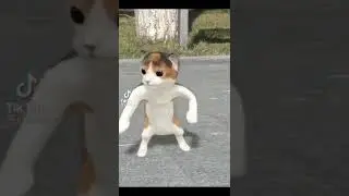 gato bailando