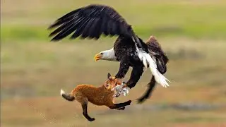The Eagle Caught the fox | The Eagle Caught the rabbit | Eagle |
