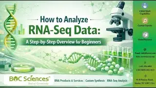 How to Analyze RNA-Seq Data: A Step-by-Step Beginner&rsquo;s Guide - BOC Sciences