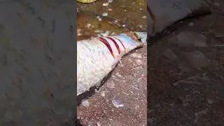 Rohu fish cutting skills #rohufish #fishcuttingskills #shorts #shots #short #fishing #fishfillet