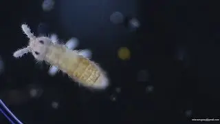 Col&eacute;mbolos animales diminutos - Collembola tiny animals