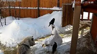Grizzer - Nom, Nom, Nom!  And The Ravens Are... Discouraged :)  IWC  Jan 23., 2022