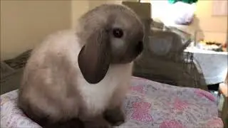 How to pick a quality mini lop