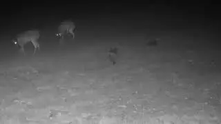 🦊 10 13 2025 Daily Fox Sightings  Trail Cam Action &ndash; P&J's Farm