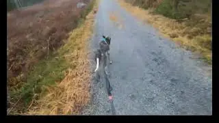 Kaaos